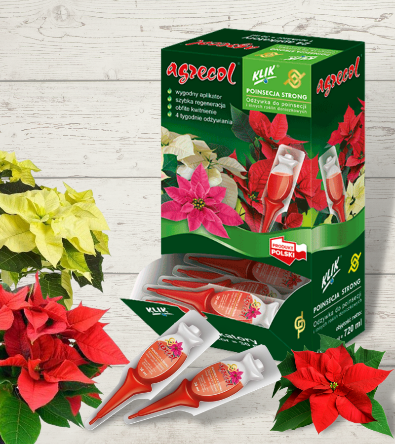 Poinsettias regeneration and potted plants - Margaret Mayar Garden Centre - UK